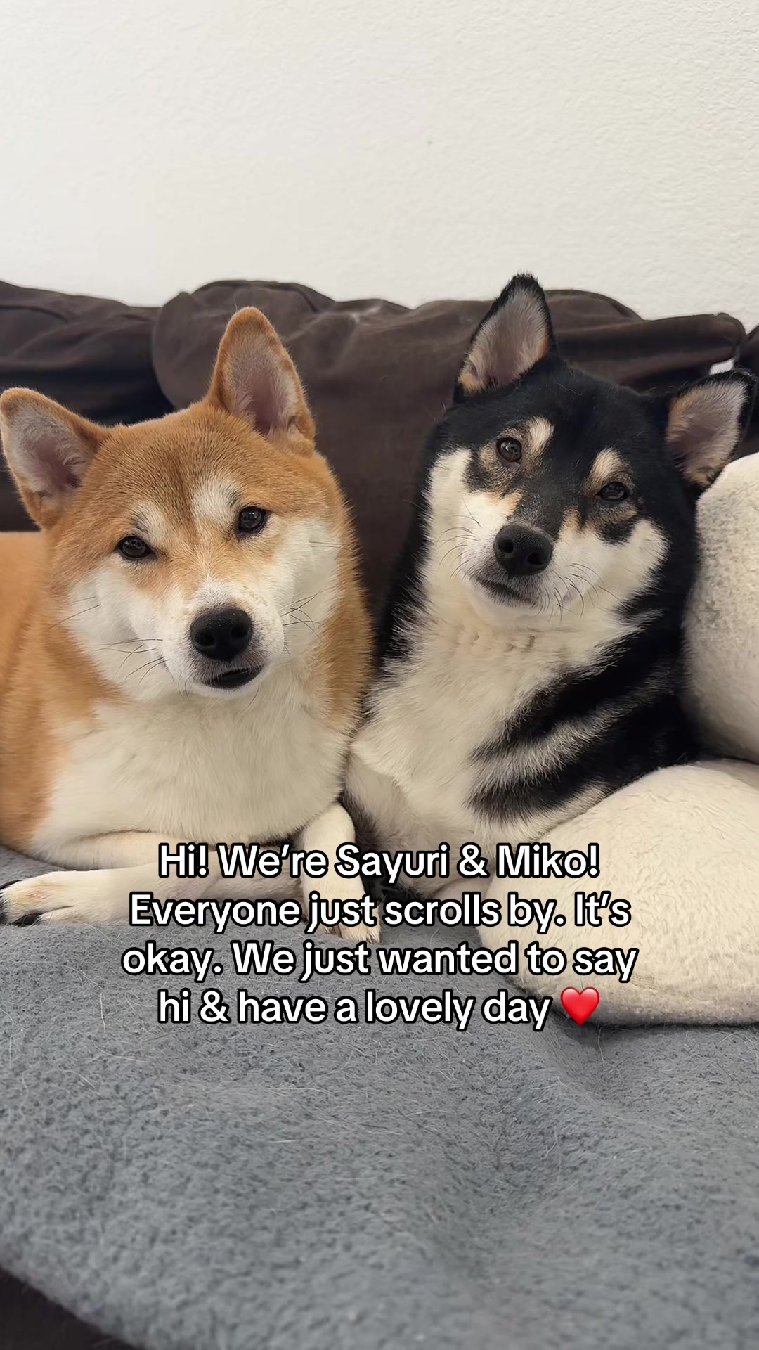 @Flock of Shibas 🐕🐕🐕