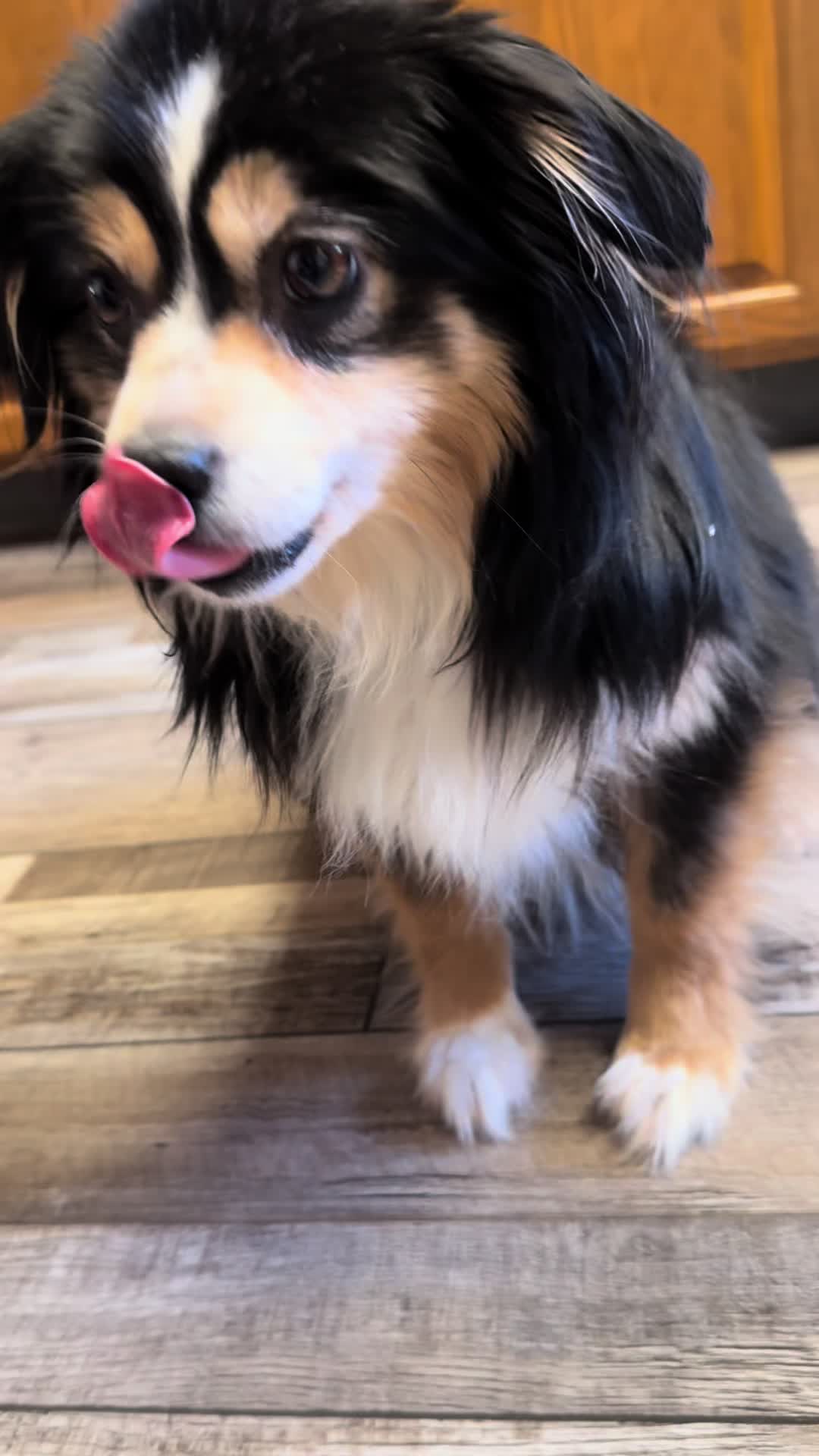 @Puffindoestricks