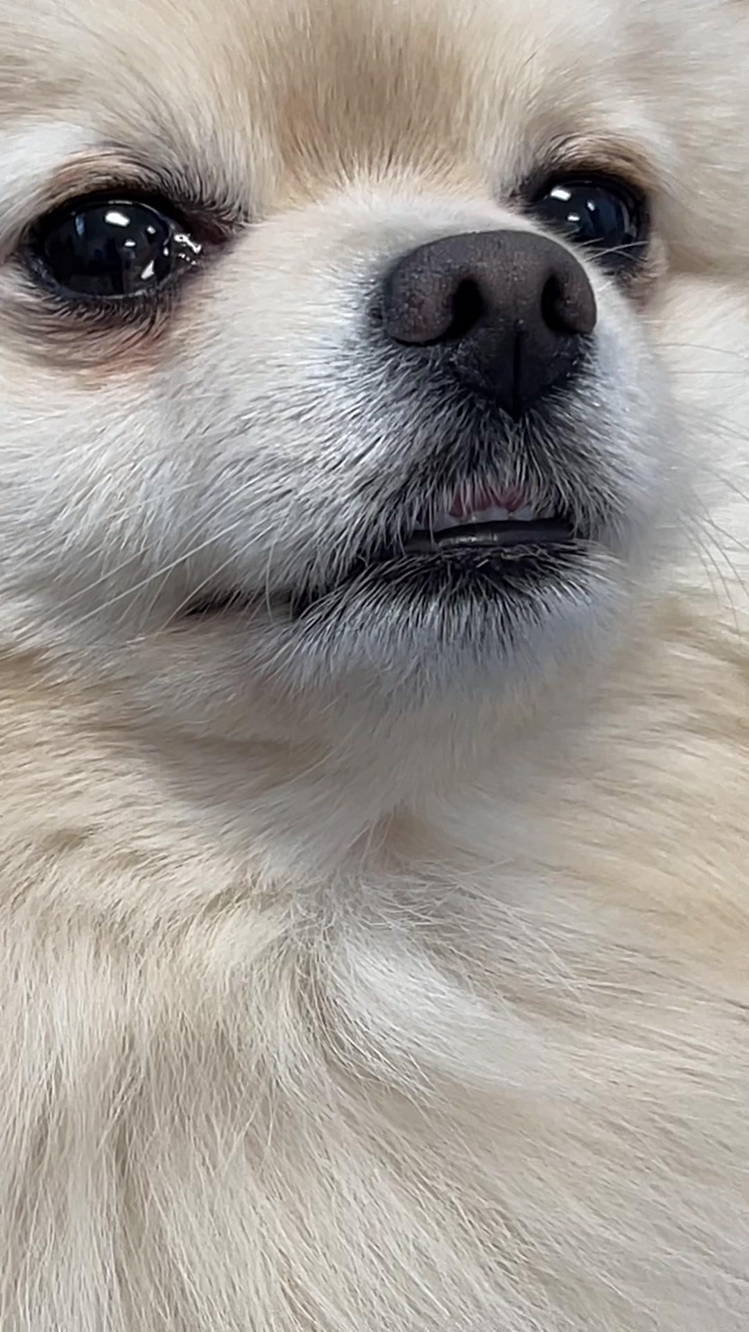@beingmilothepom
