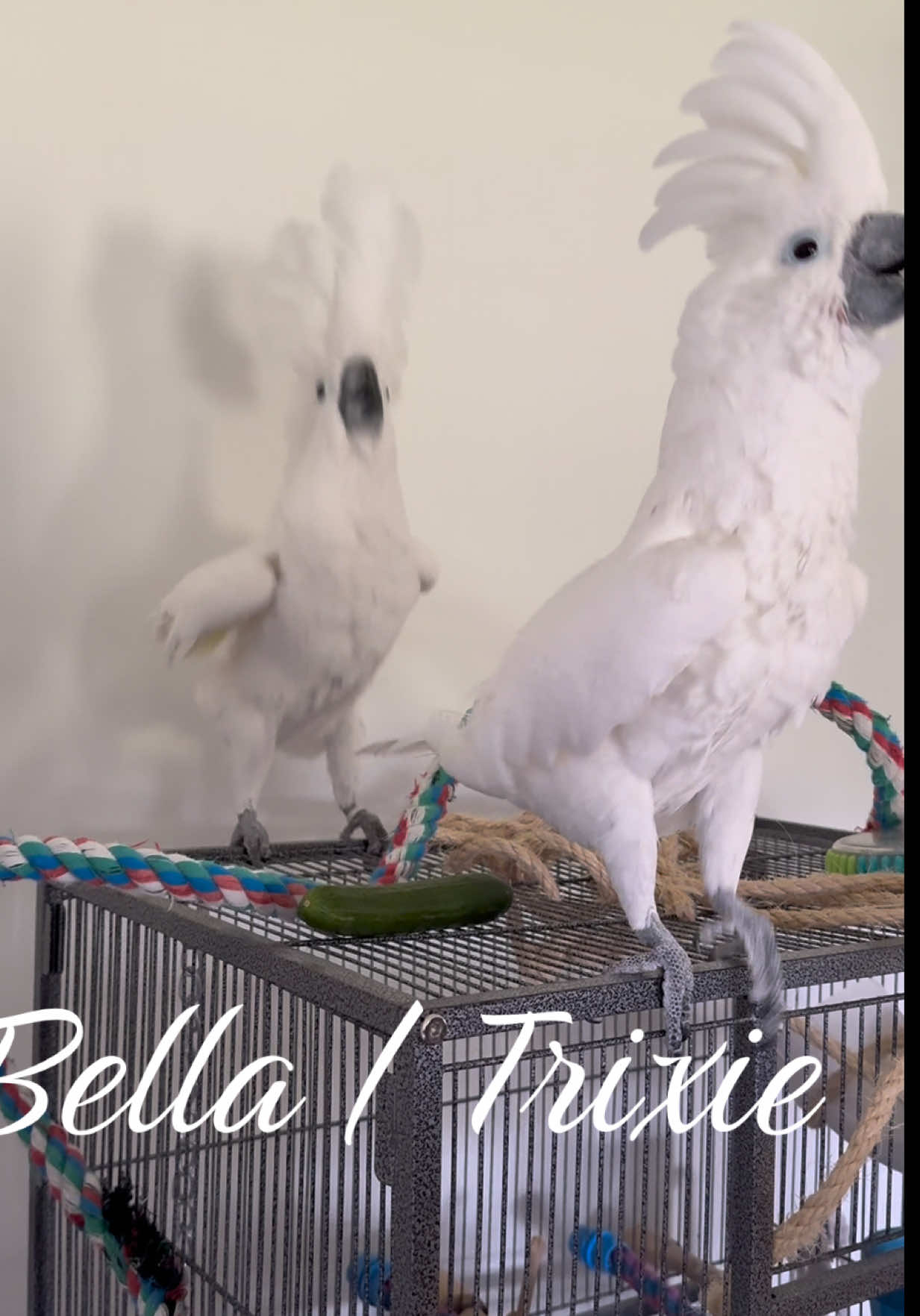 @bella_trixie_official