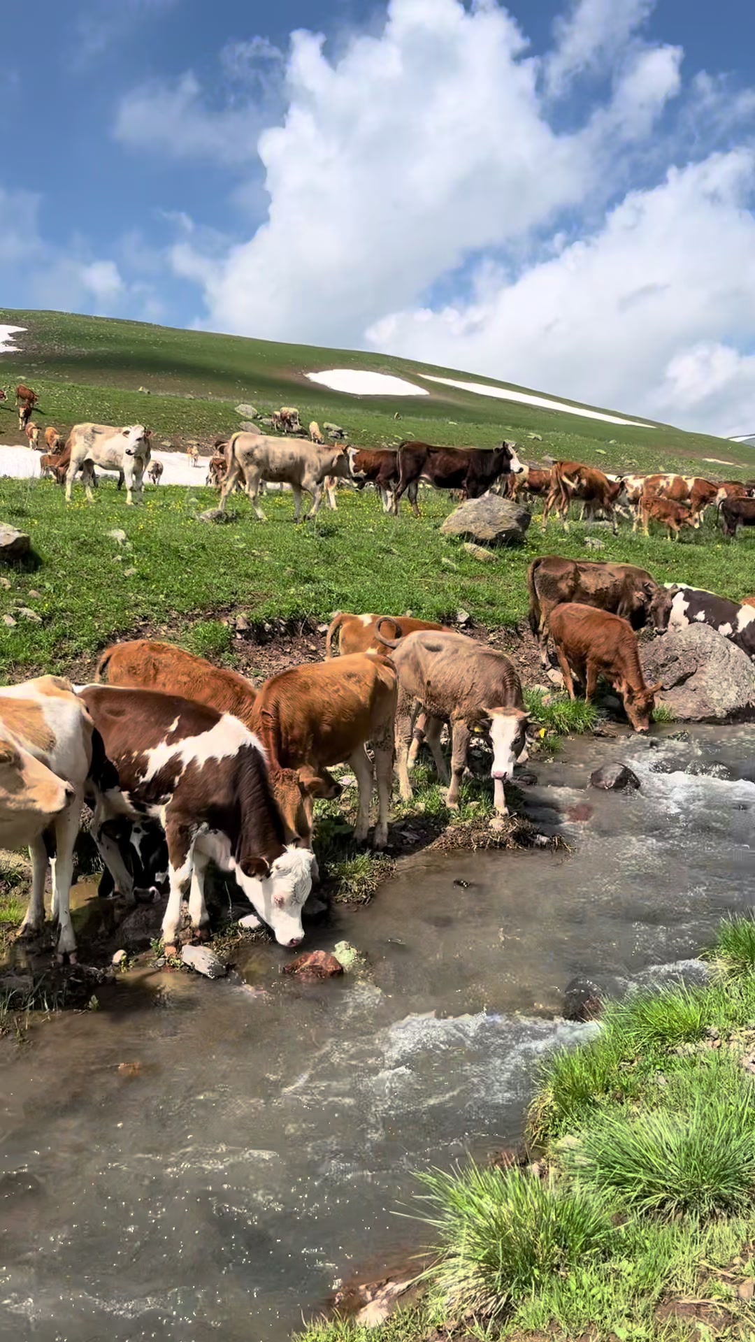 @Şarküteri