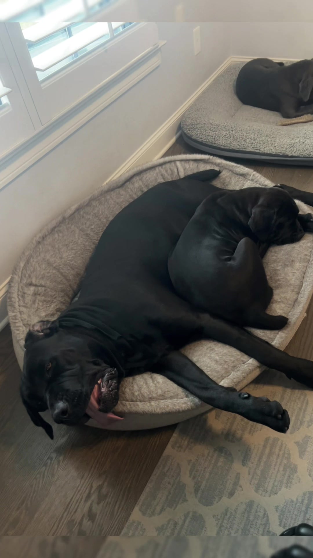 @Son of Atkin&rsquo;s Cane Corso