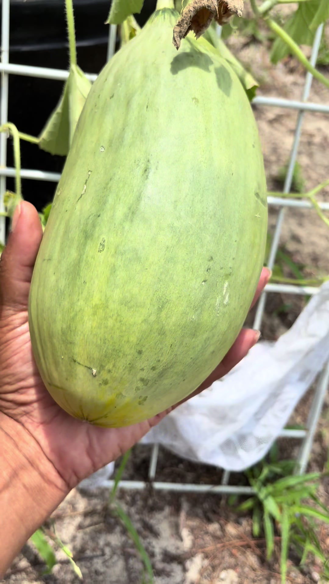 @Melanin Roots Gardener