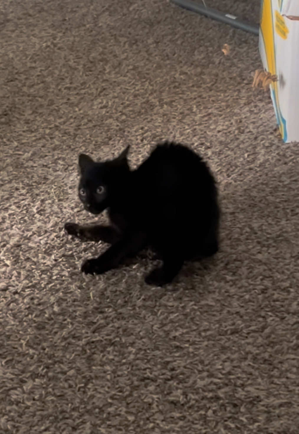 @Cat