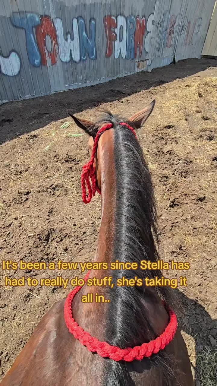 @Small Town Farm LLC