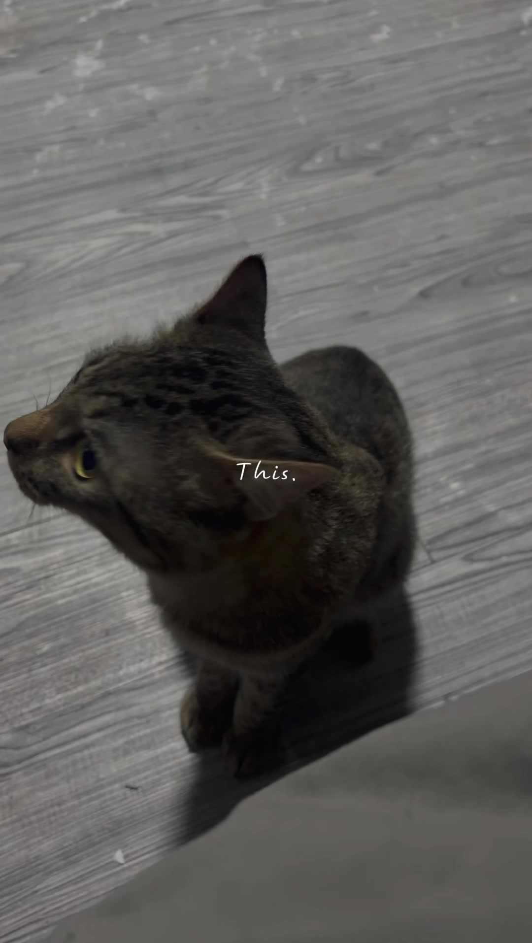 @TheCatFather