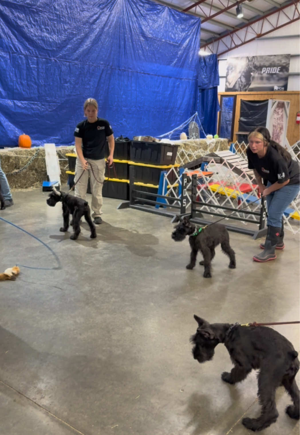 @Protection Dog Sales