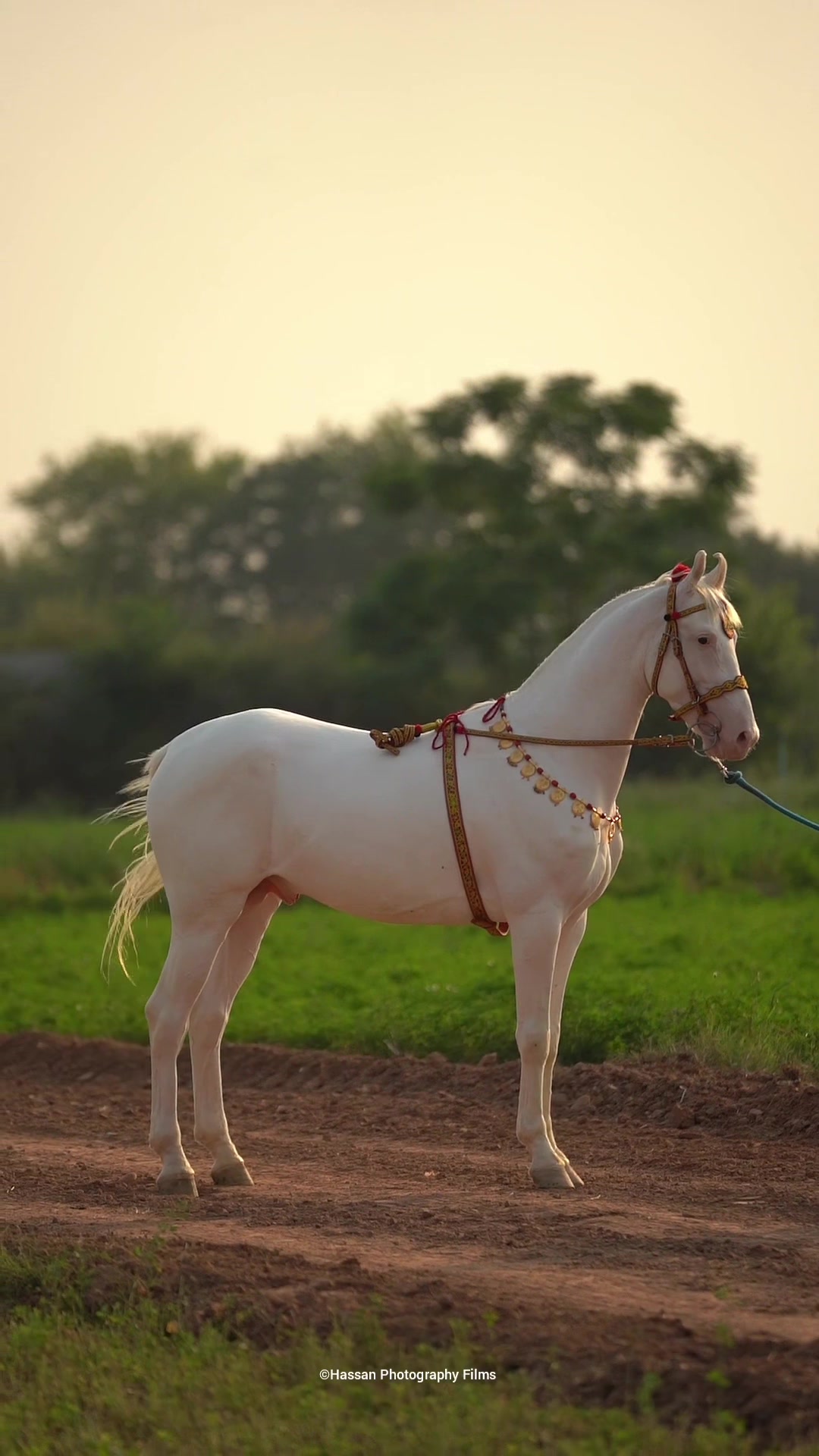 @☀️SUNRISE 🐎FARMS Rawalpindi
