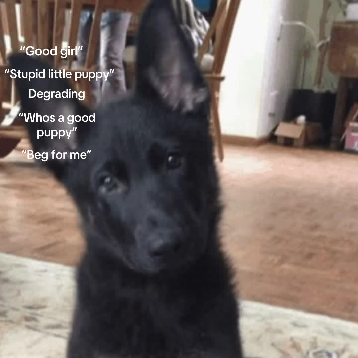 @puppy🐾