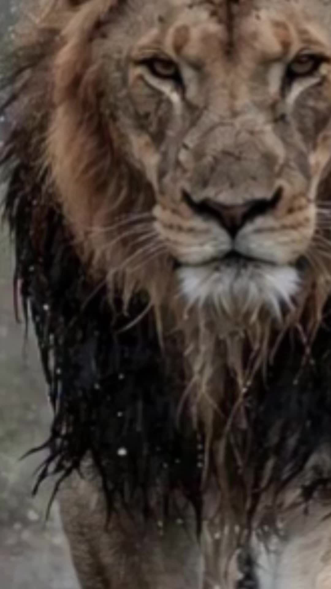 @Lion@Mind