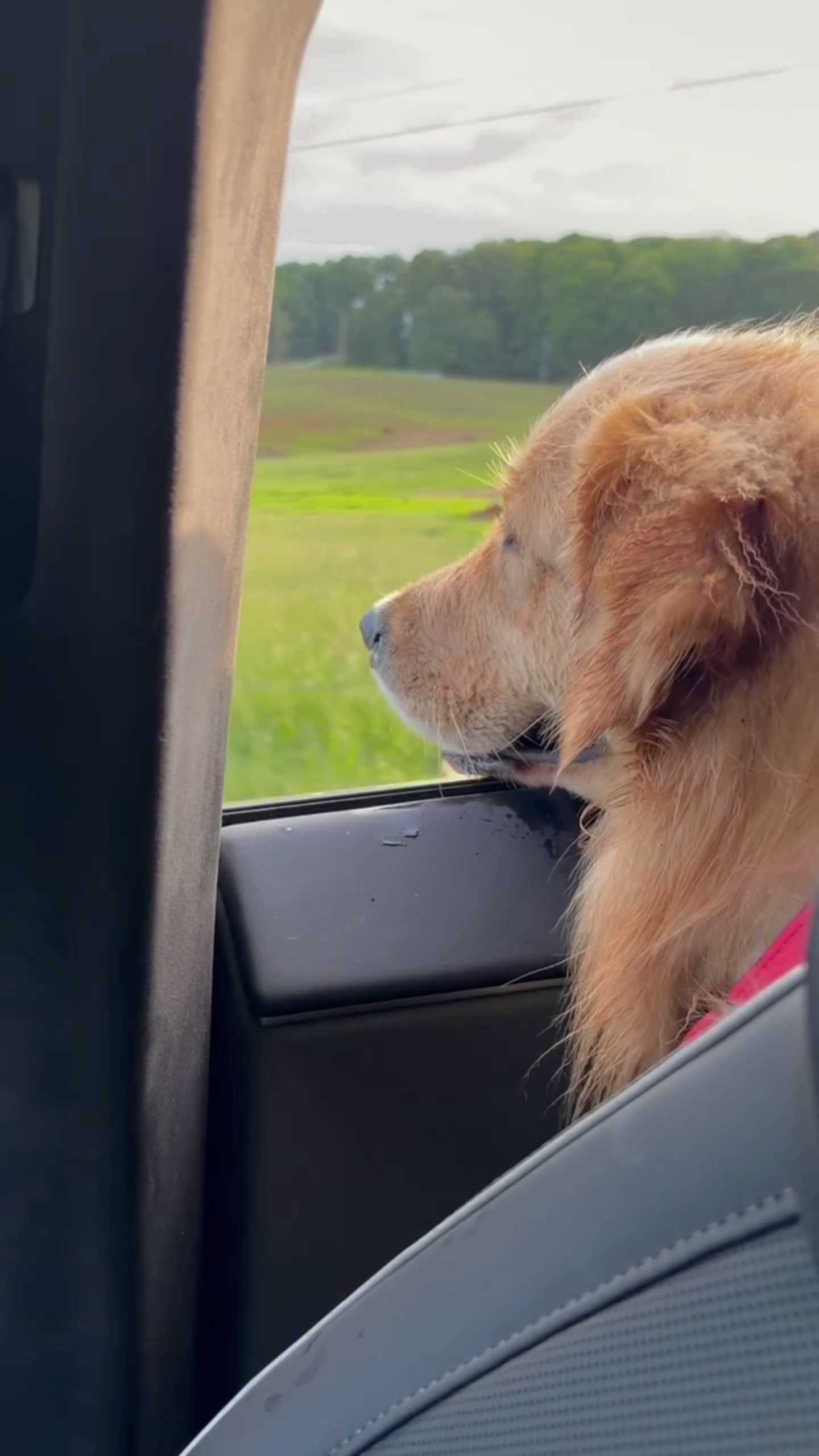 @DogMomisms