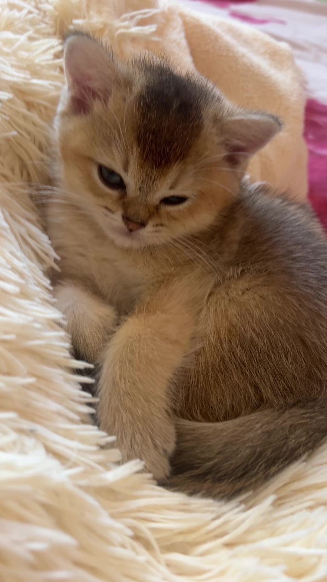 @🐈