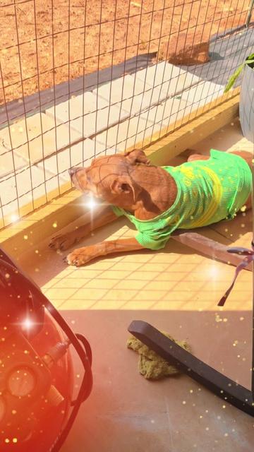 @🎨AJ Designs 🧑&zwj;🎨🐶🐶❌