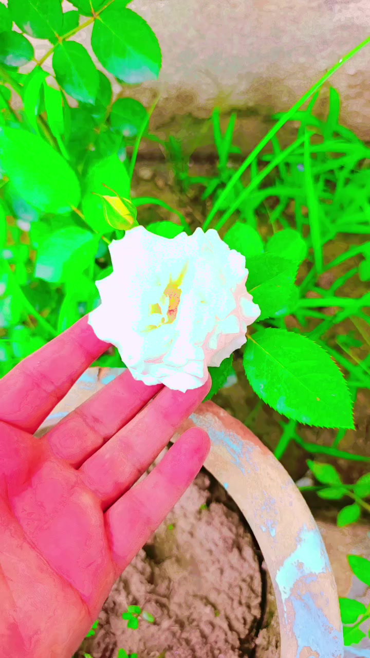 @SH&Eacute;HS&Aacute;WĀR KH&Acirc;&Ntilde;❤️