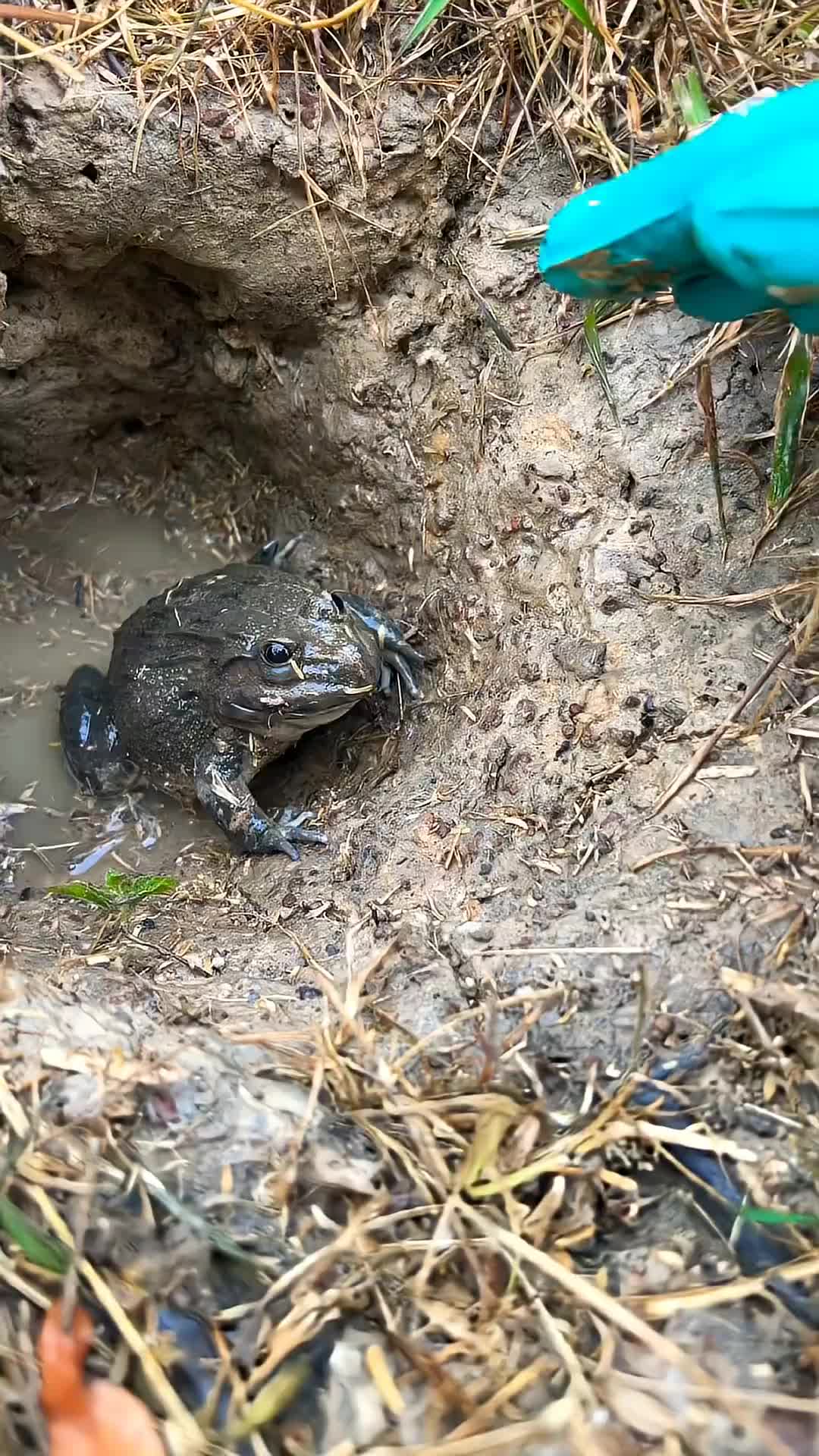@frog official