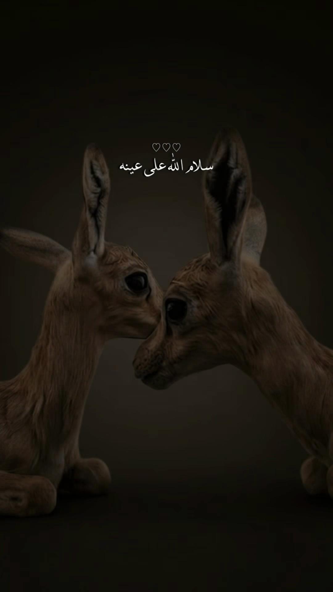 @﮼غزال🦌