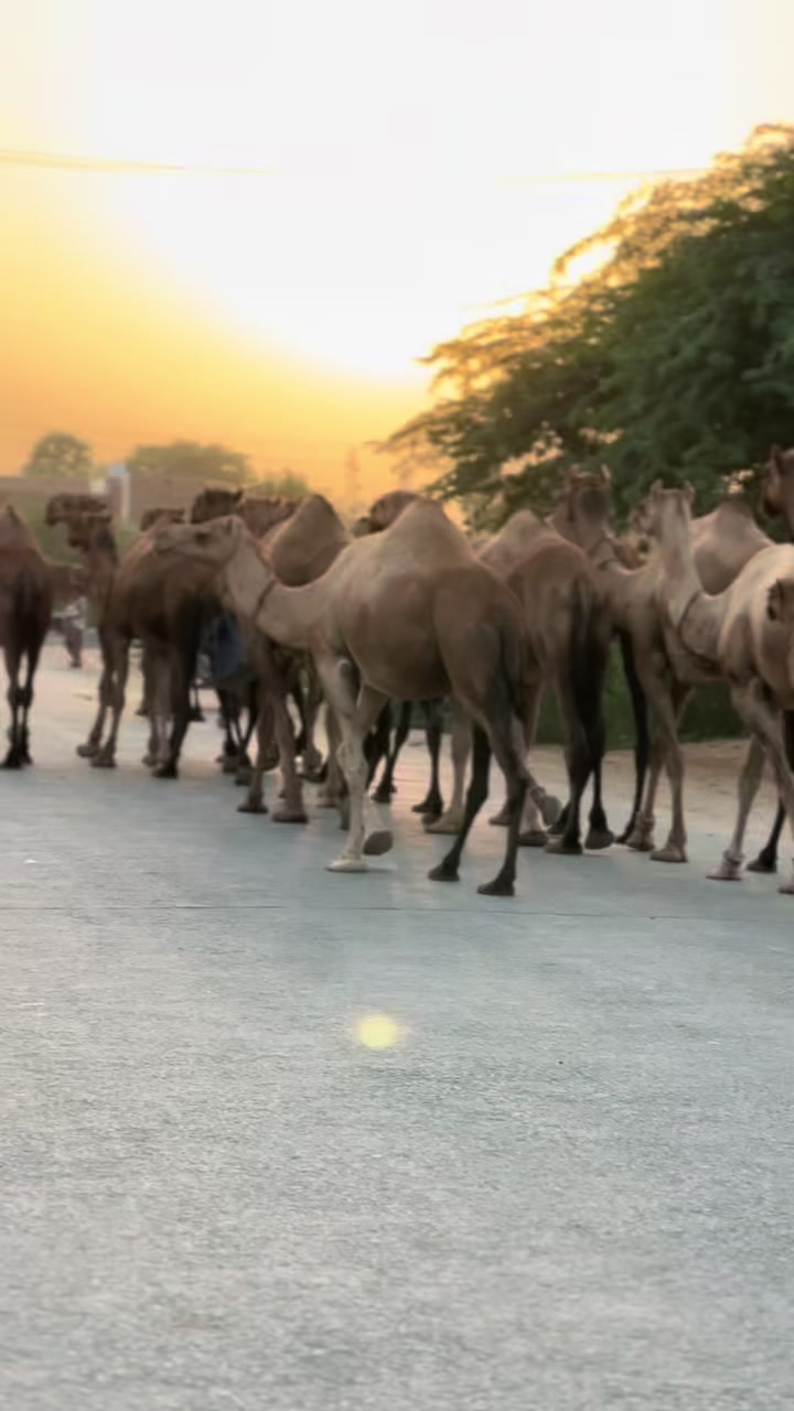 @وقاص روہی والا