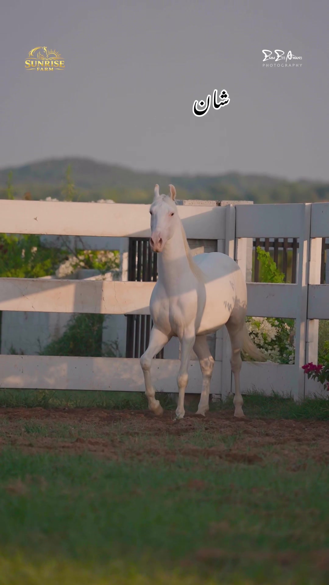 @SUNRISE STUD FARMS RAWALPINDI