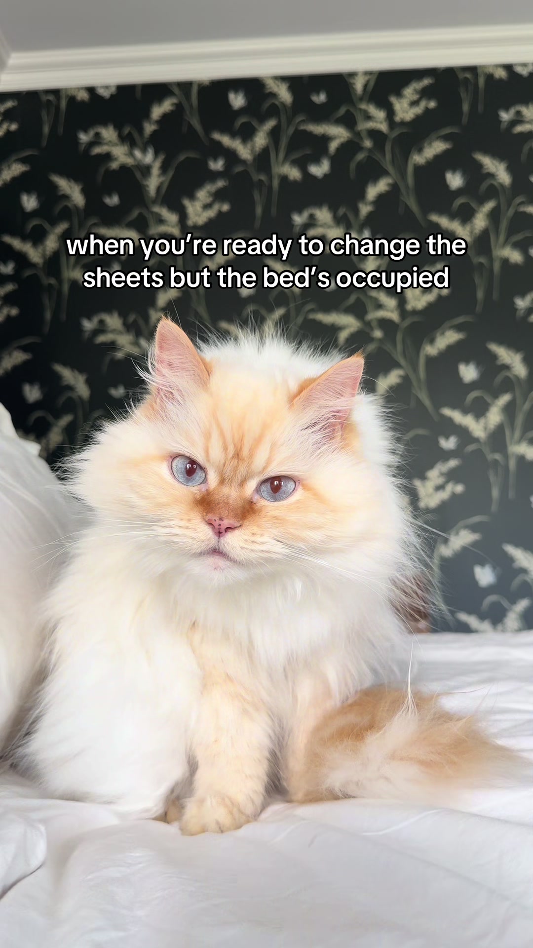 @Krista & Cats: BamBam & Bonnie