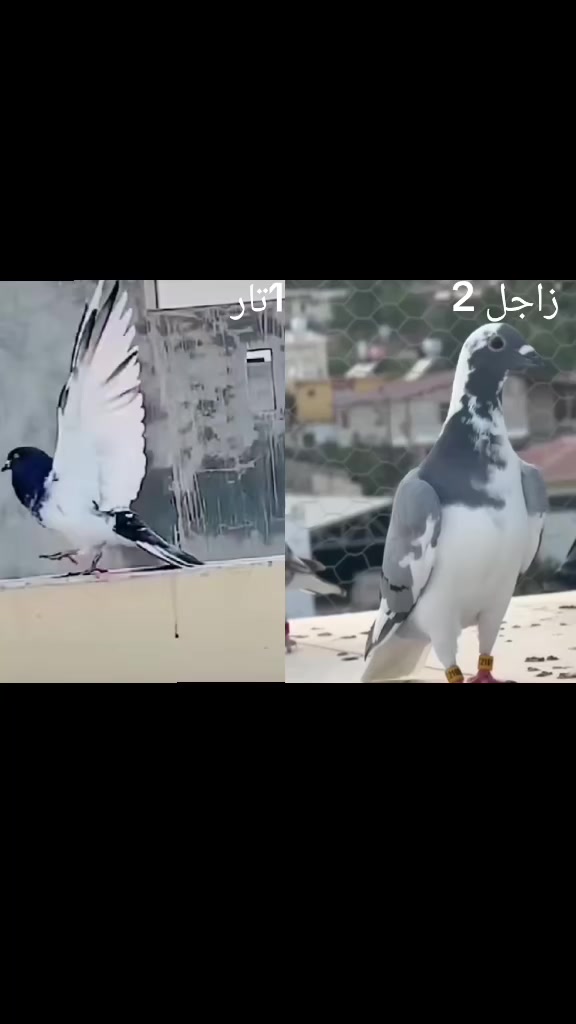 @(✷‿◉رضــــــــيـــــــّوُي)