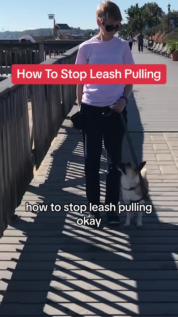 @Best Buddy Dog Trainer LLC
