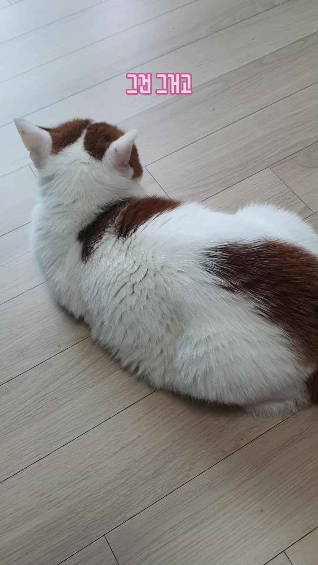 @이폭간