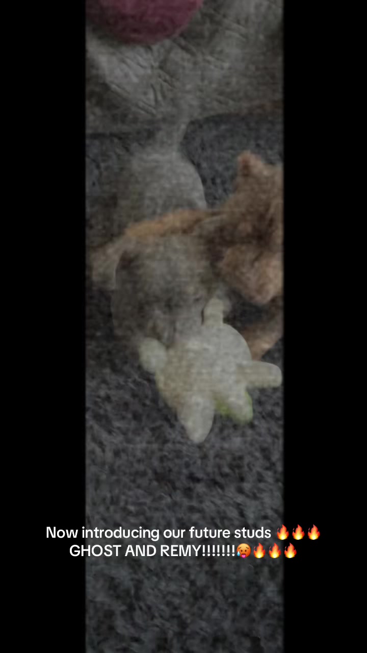 @gardnerkennel08