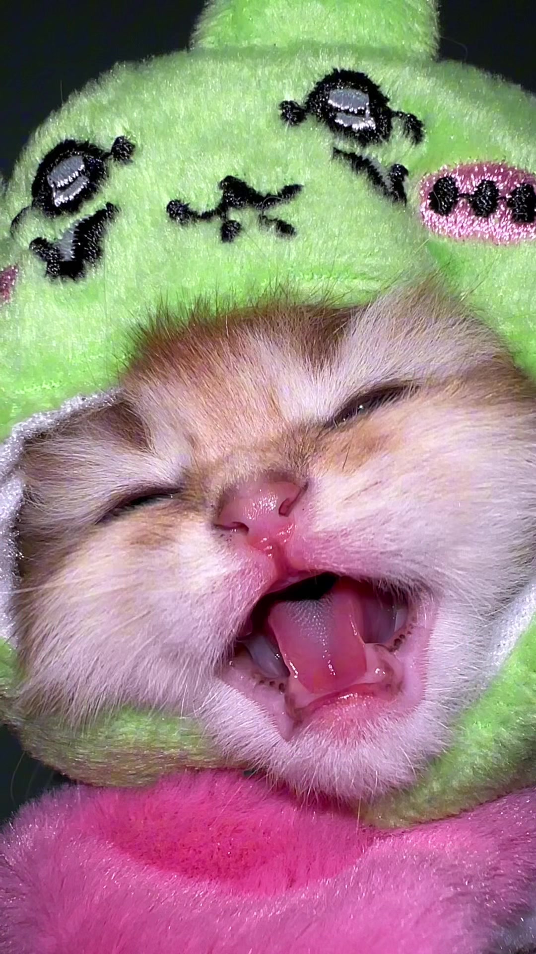 @Soothing Cats😻