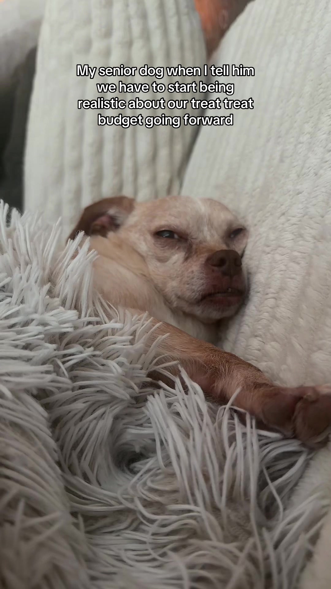 @Cody the Chi & The Spare Ones