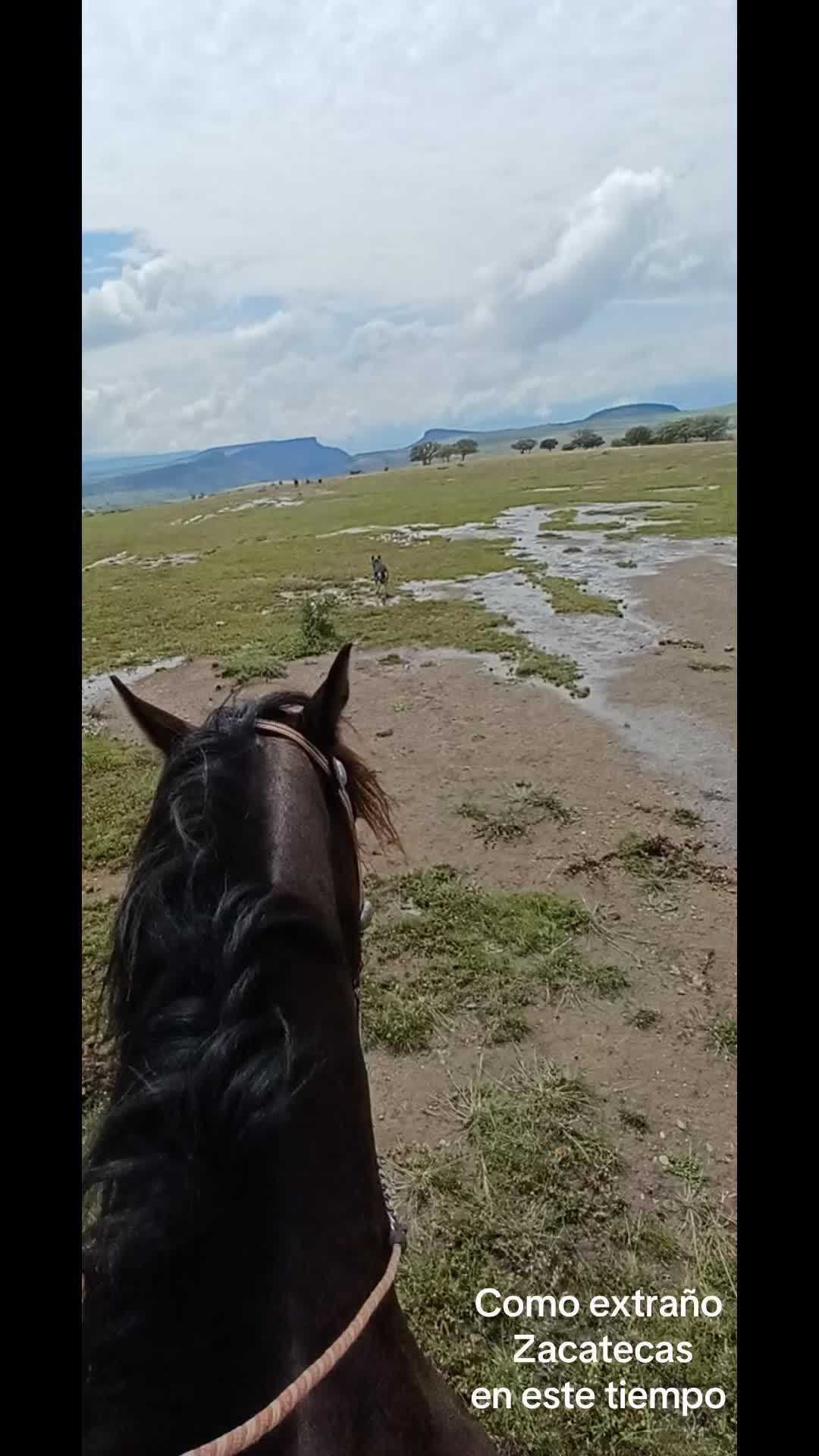 @El zurdo🌵🐴