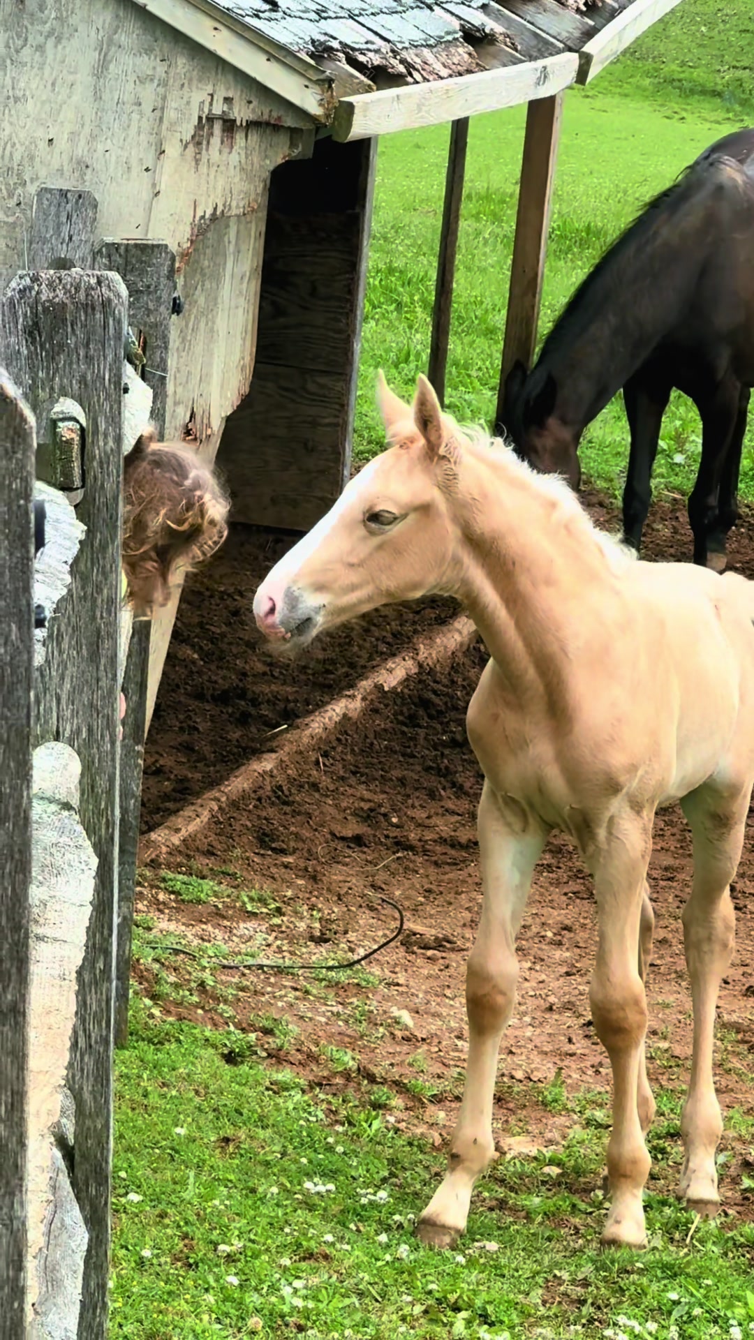 @Equestrian |🦄 Mom