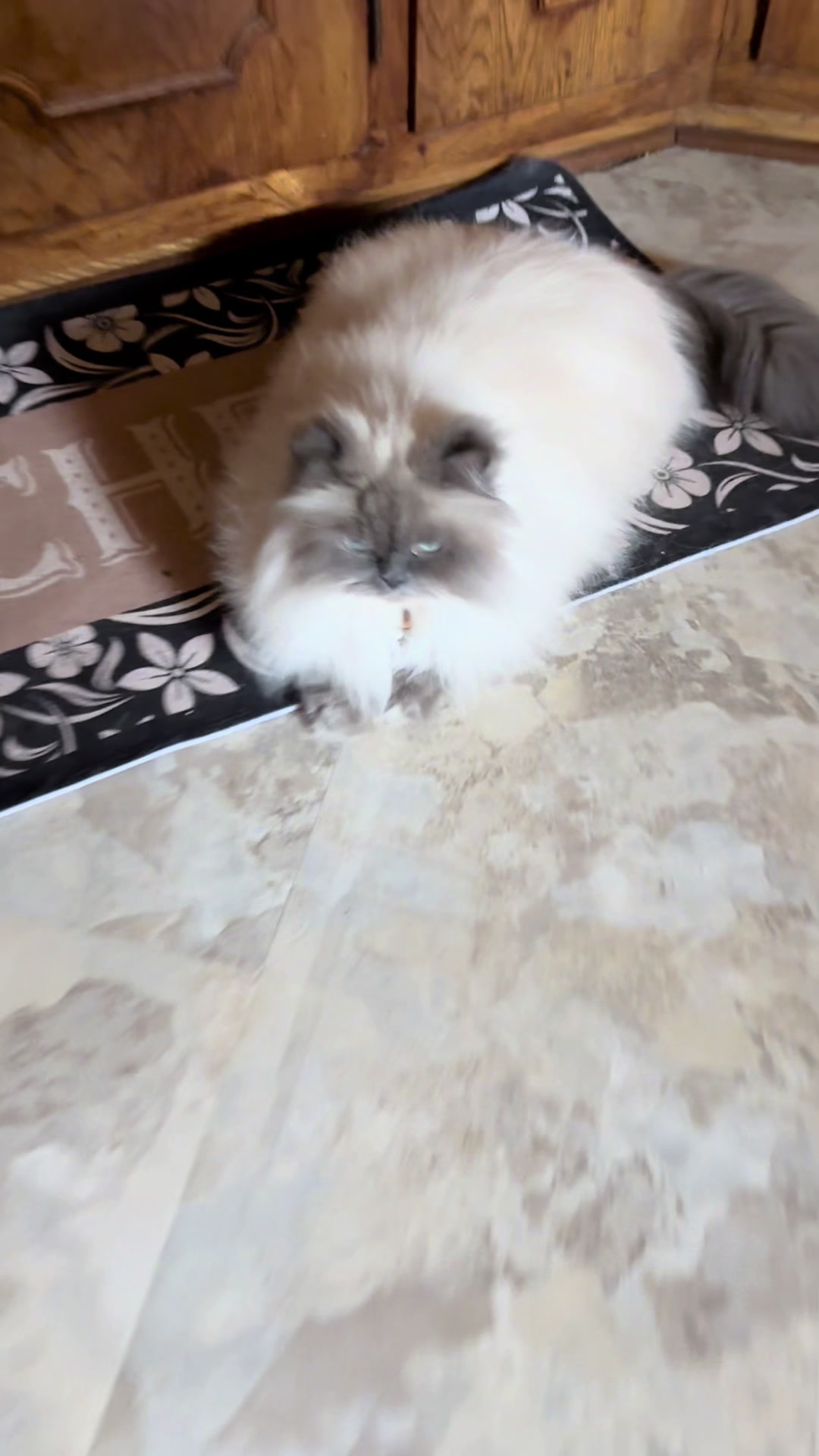 @𓃠Melissa’s𝟙𝟘LilFluffs𓃠