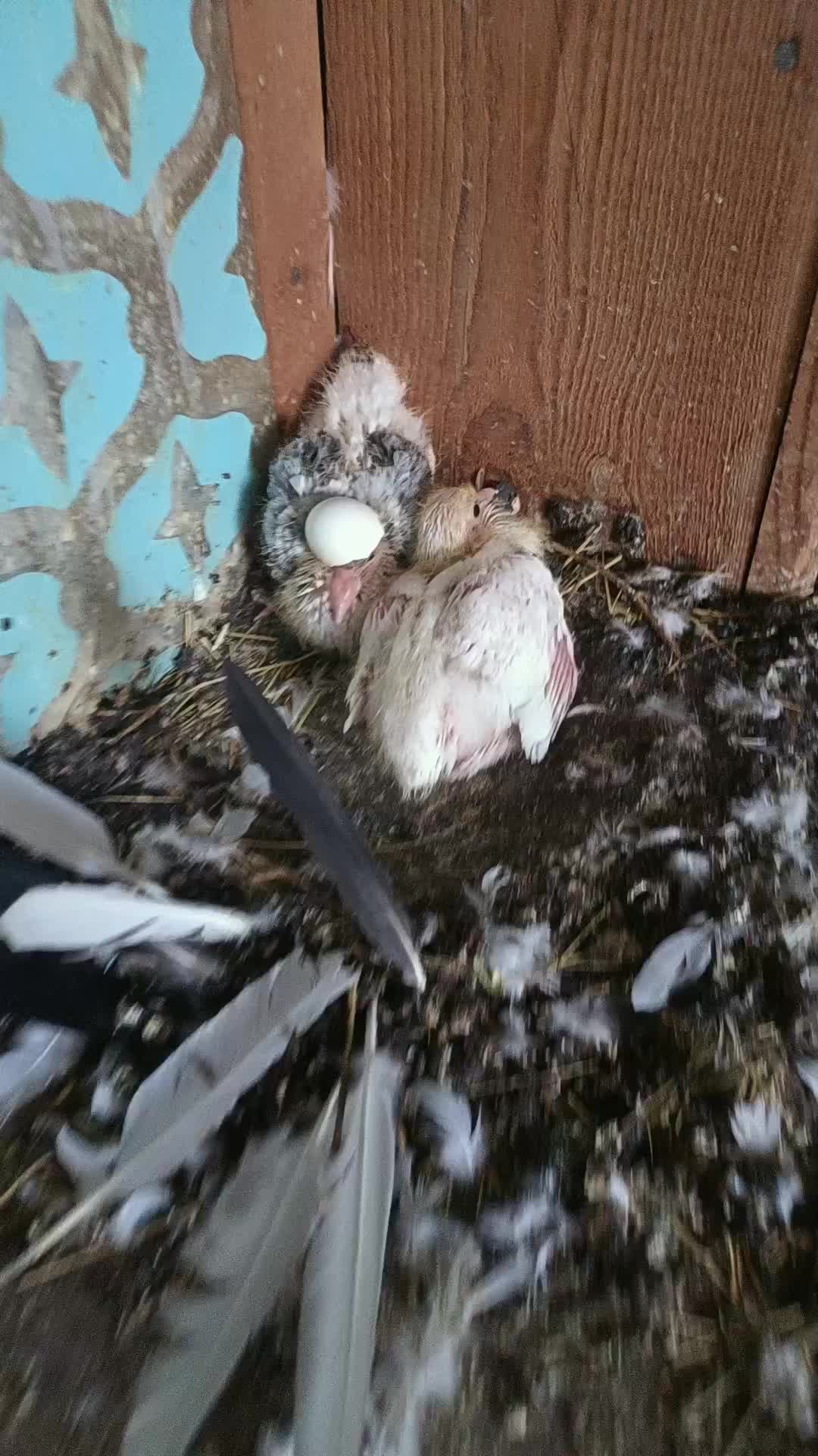 @Pigeon_which_unusual3