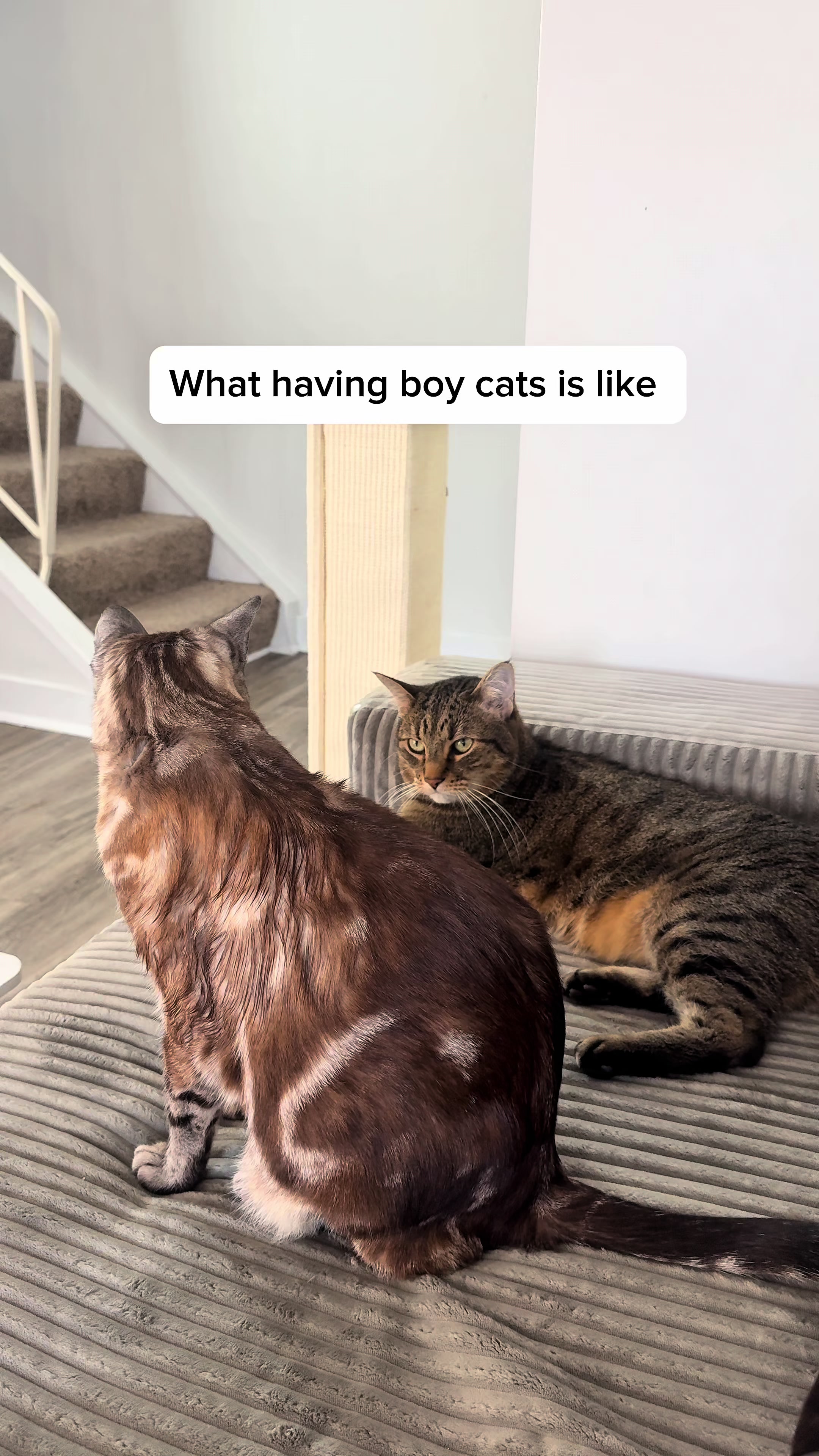 @Three Nawty Cats