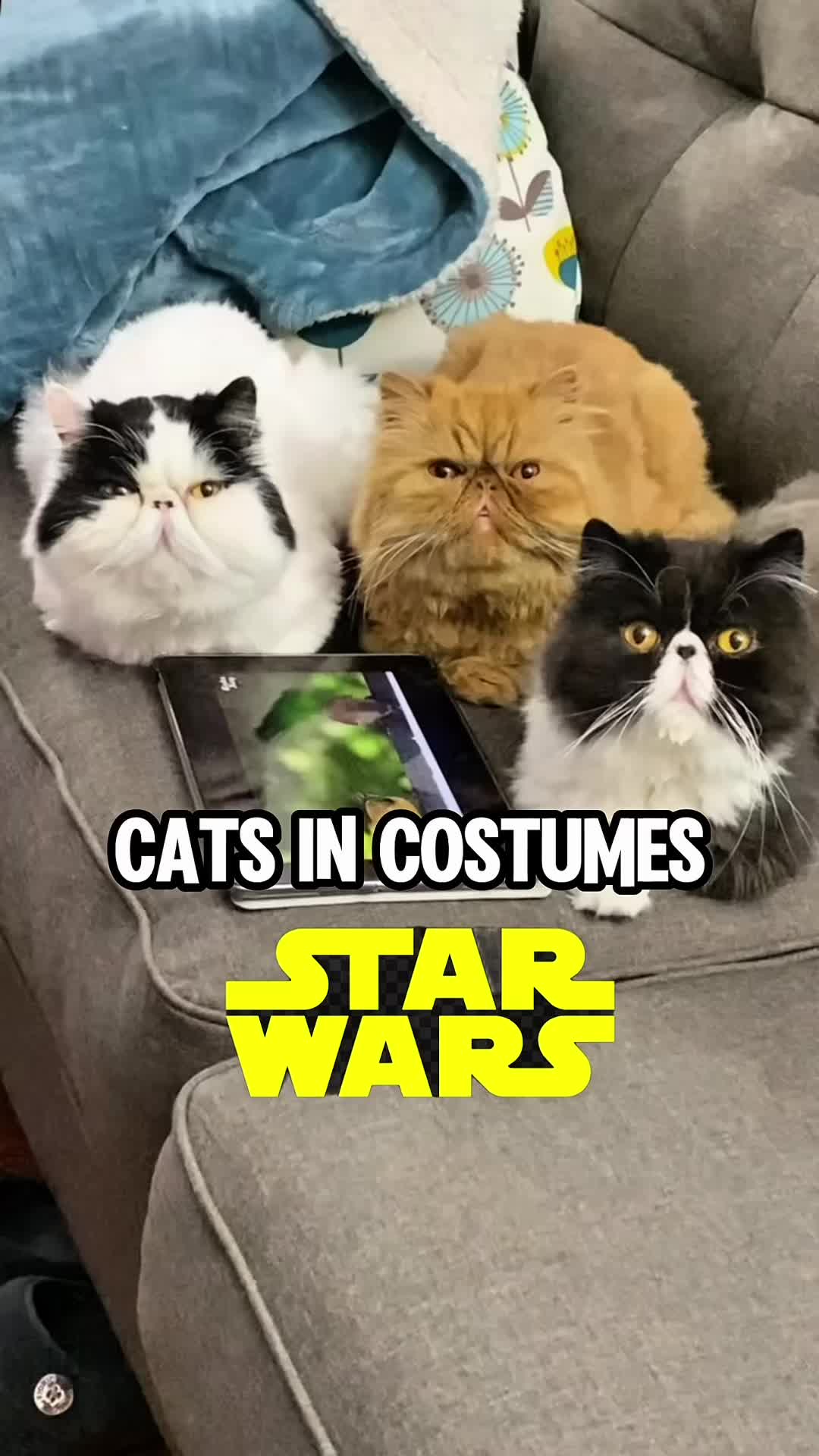 @Walter Bishop The Cat