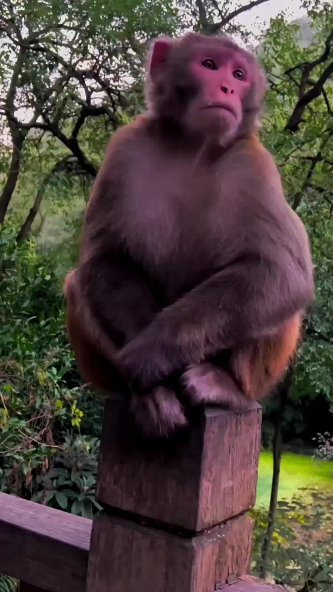 @LilMonkeyVibes
