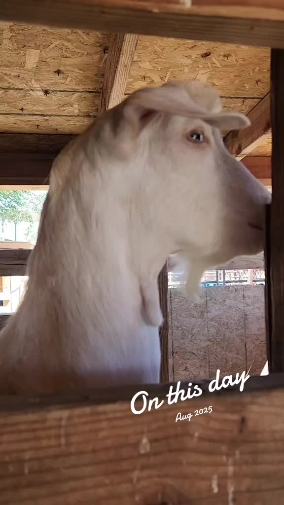 @Nancy | F&N Goat Farm 🐐