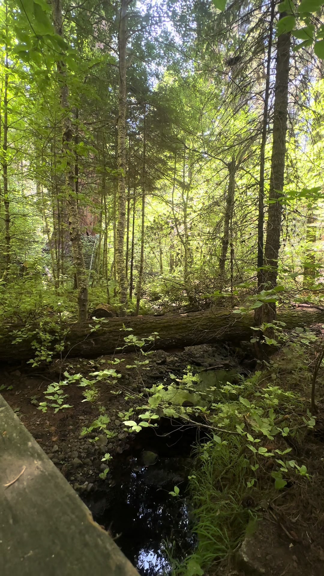 @🌲