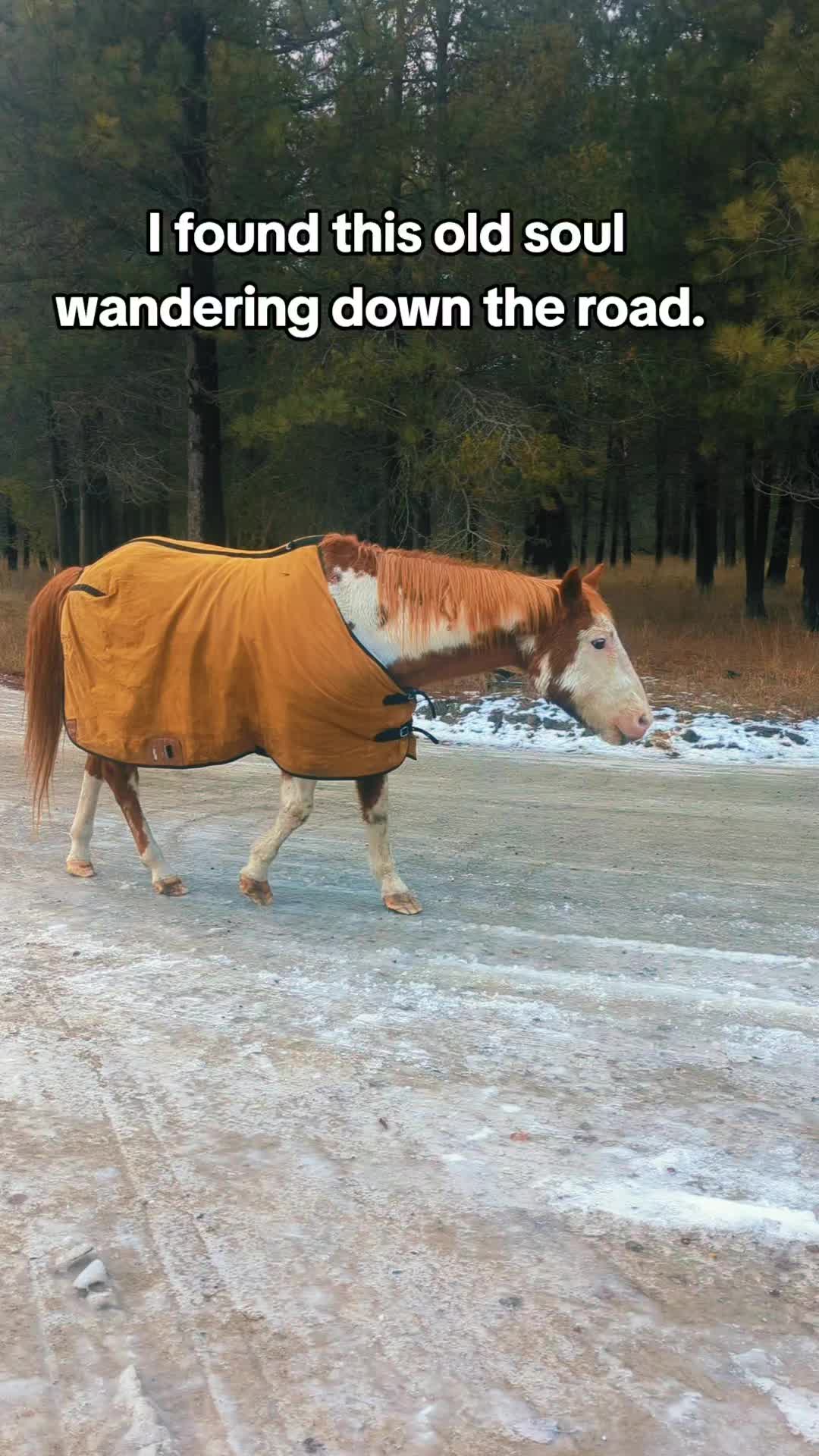 @🐴 ColdMountainRanch 🏇