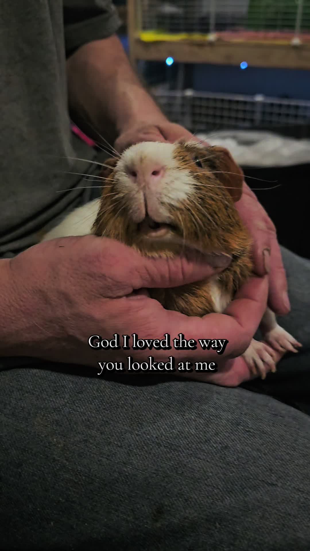 @♡GuineaPiggy♡