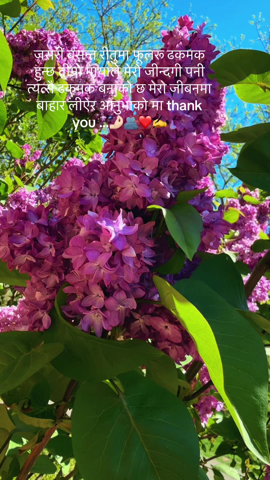@💫𝓢𝓗𝓐𝓡𝓜𝓘𝓛𝓐 💫