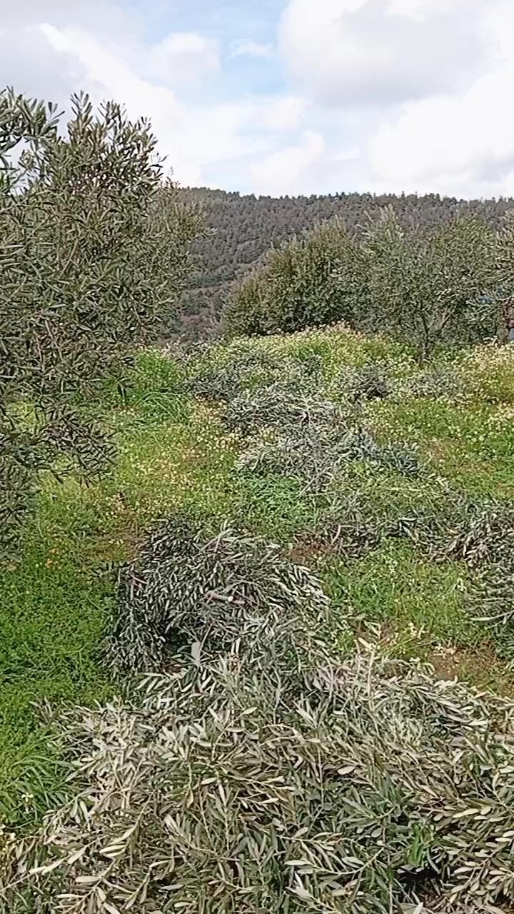 @Ali &Ccedil;ankaya
