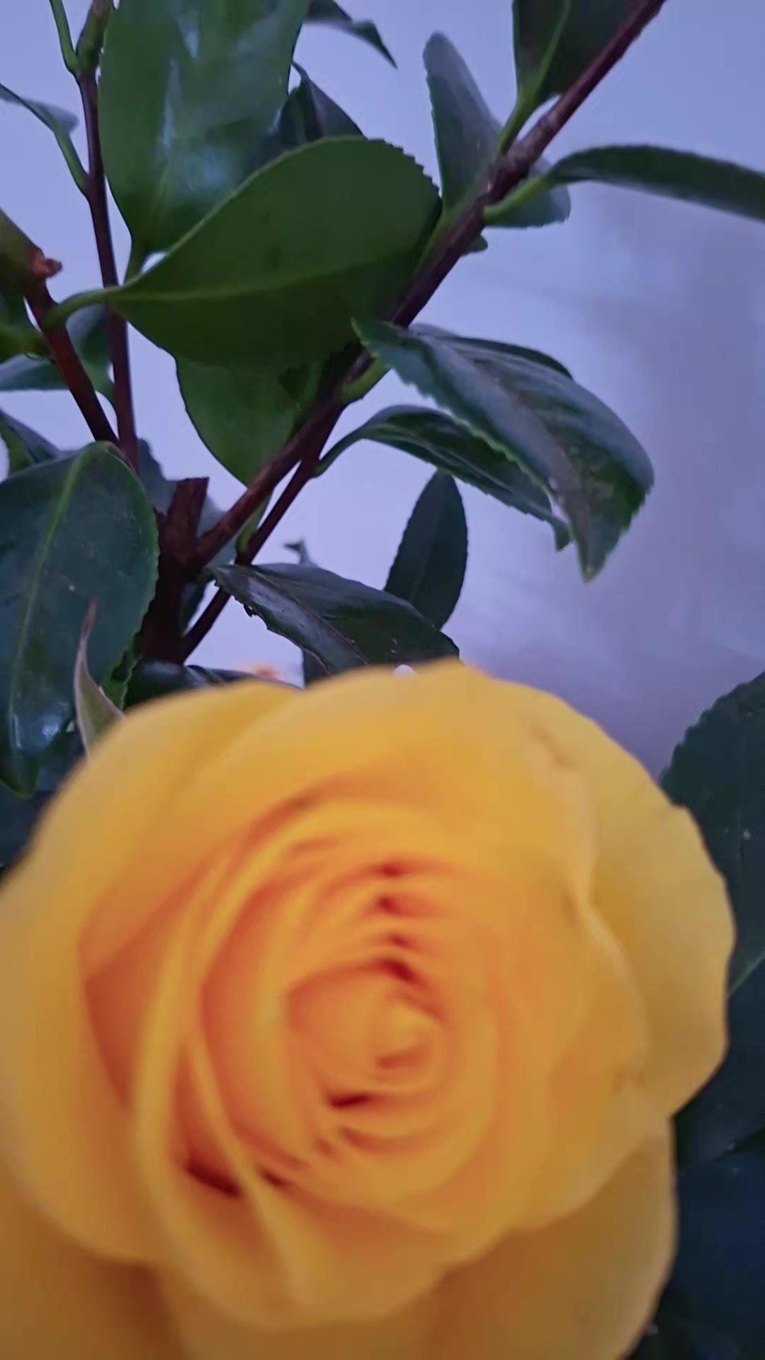 @Ronald 🐕 🎸🐩🌴🎼🥀🎶🎵🎼