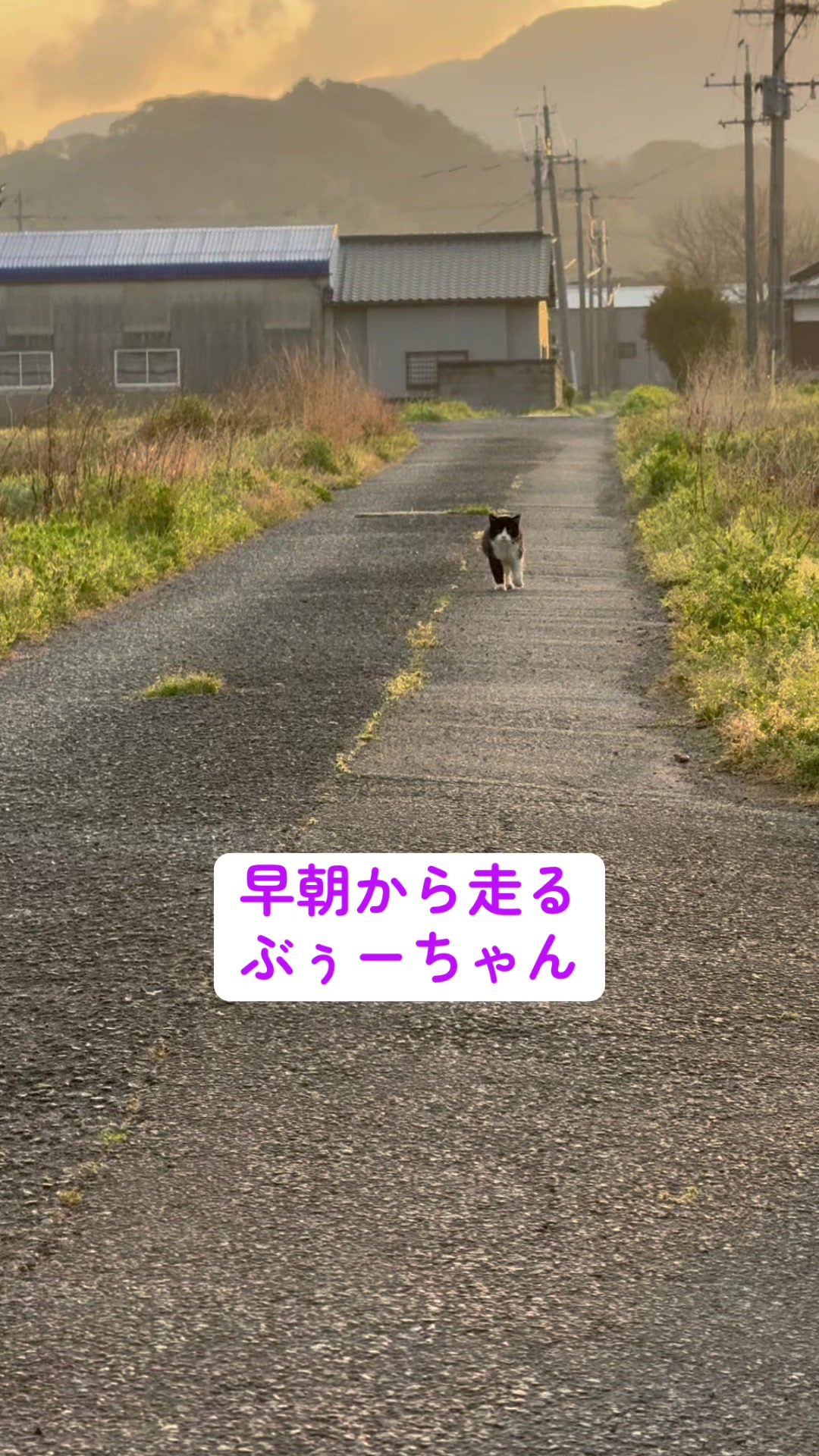 @JUN🍓👑農家のオバタン