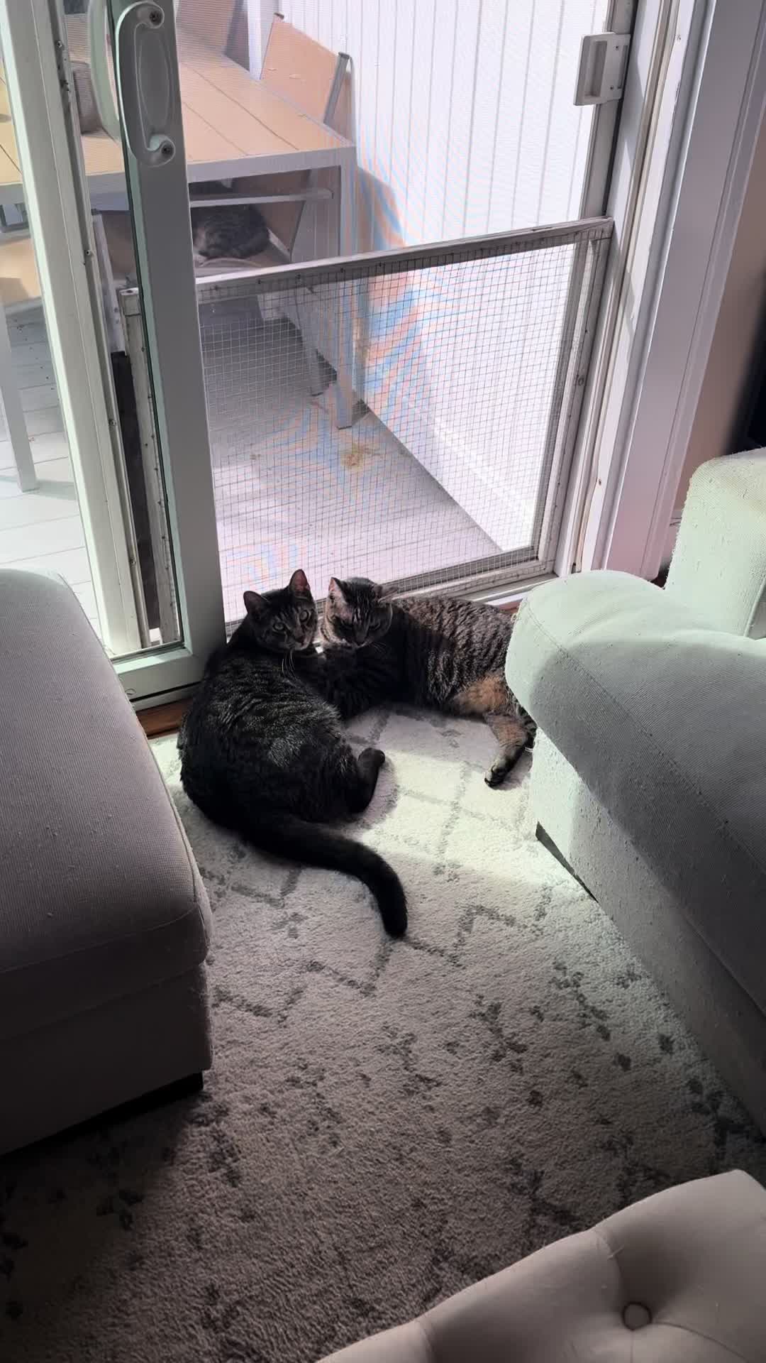 @TailsandWhiskersCo