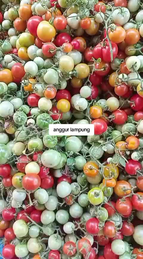 @raja rampai tanggamus