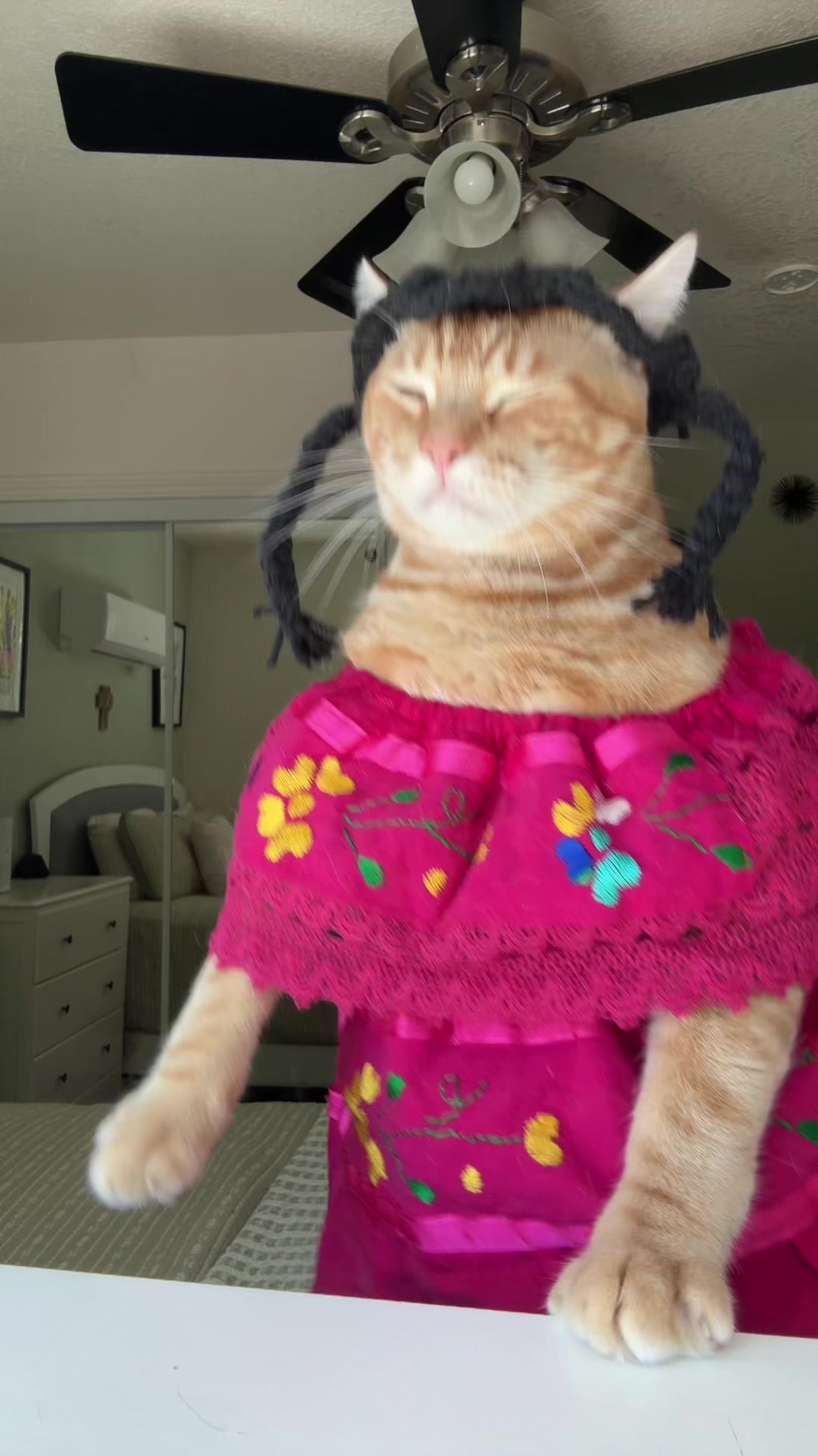 @thedancingcats13