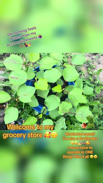 @Butterfly Gawdess Shop, LLC.