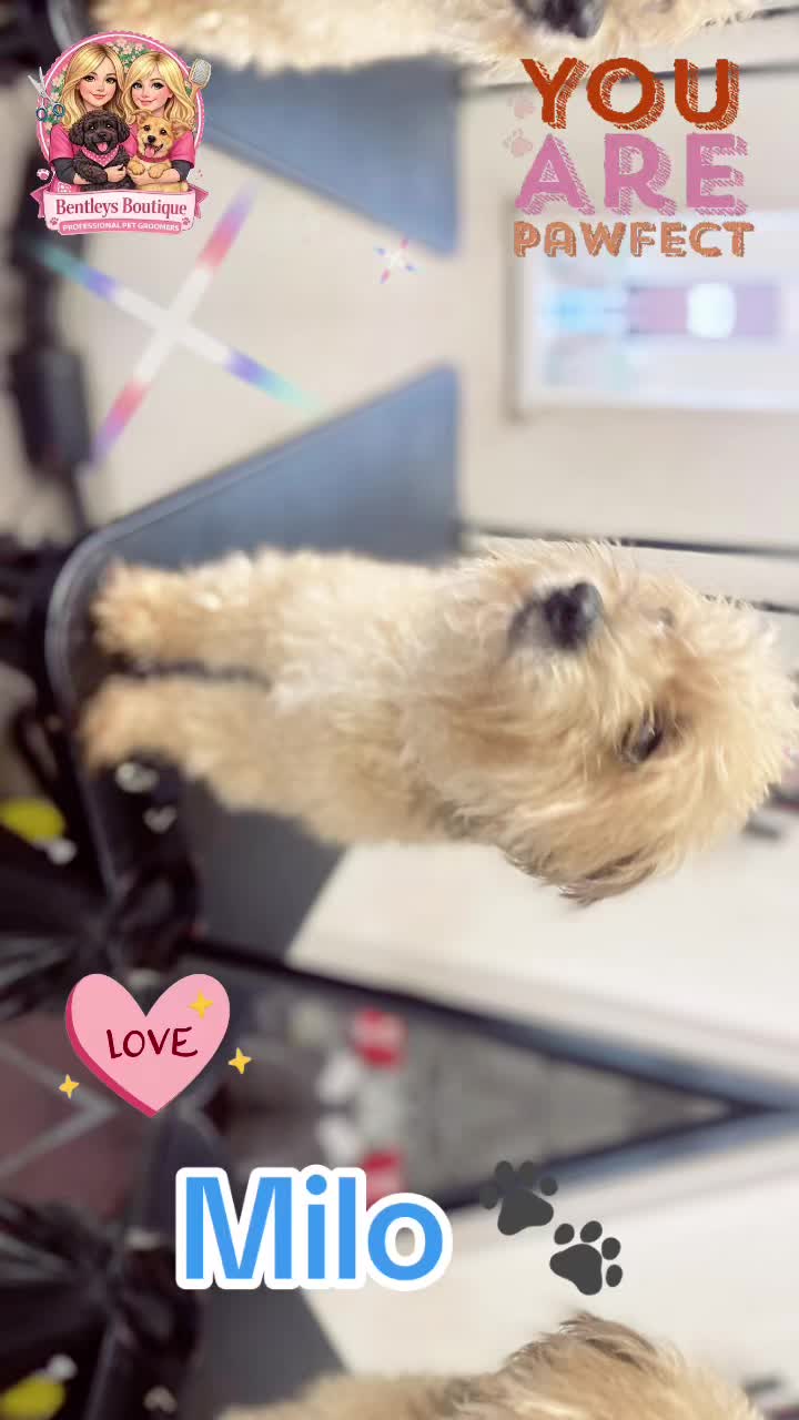 @Bentleys Boutique Pet Groomers