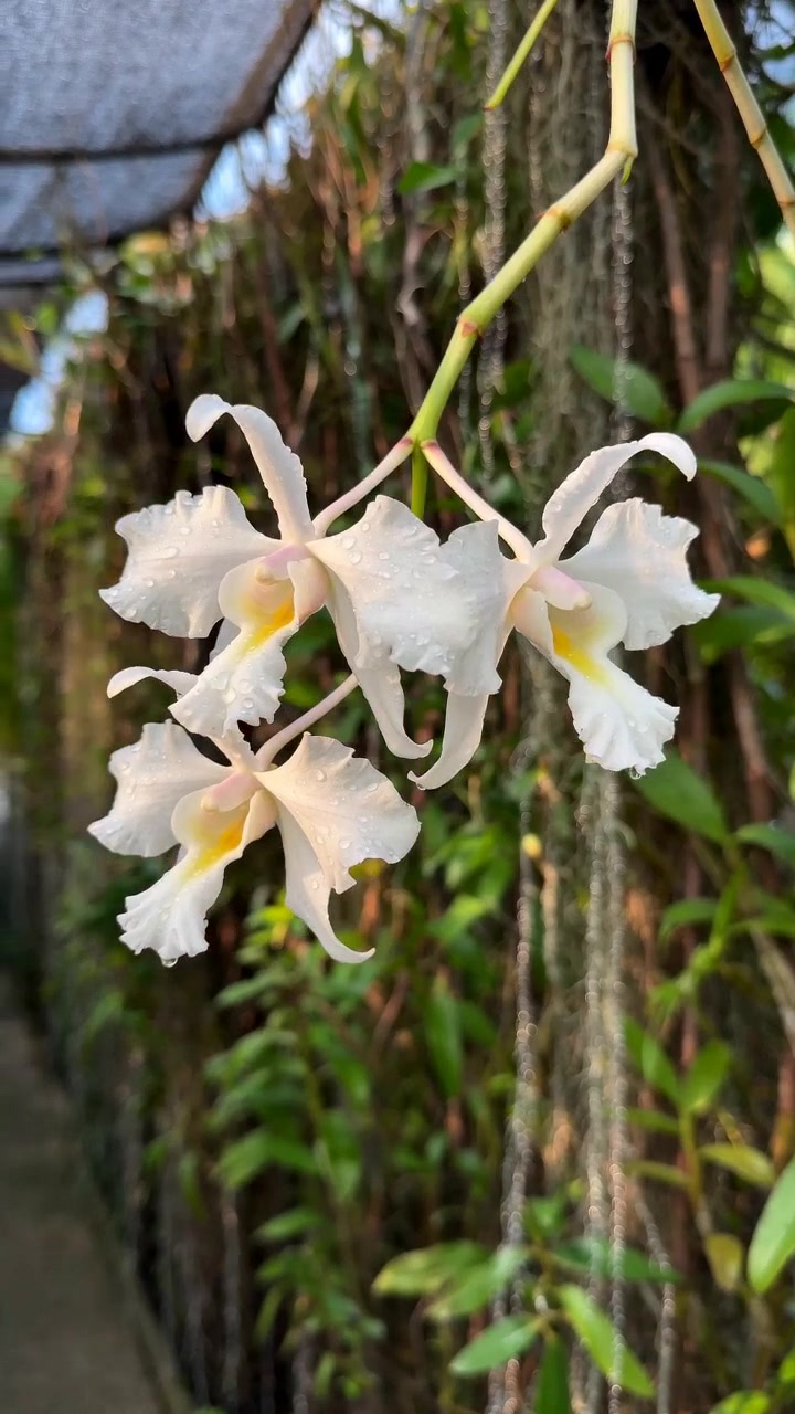 @Orchidique
